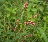 Persicaria minor. Верхушка растения с соцветиями. Курская обл., Железногорский р-н, с. Карманово, р. Мицень. 22 июля 2007 г.