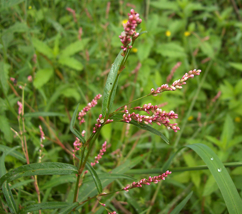 Image of Persicaria minor specimen.