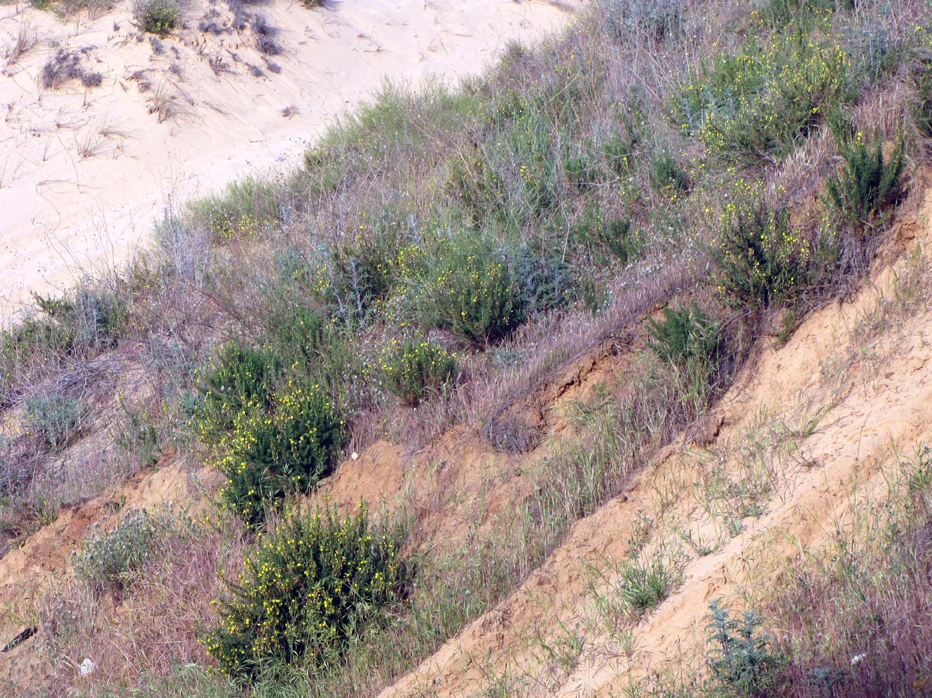 Image of Ononis natrix specimen.