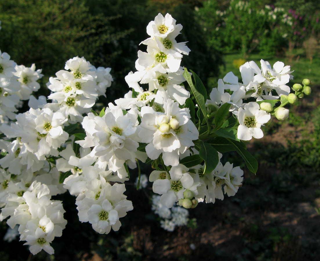 Image of Exochorda racemosa specimen.