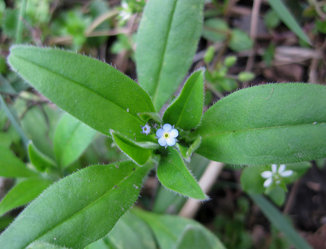 Изображение особи Myosotis sparsiflora.