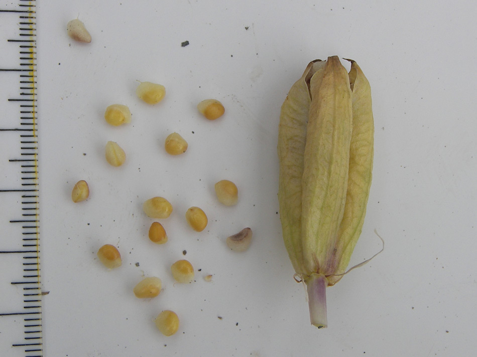 Изображение особи Bulbocodium versicolor.
