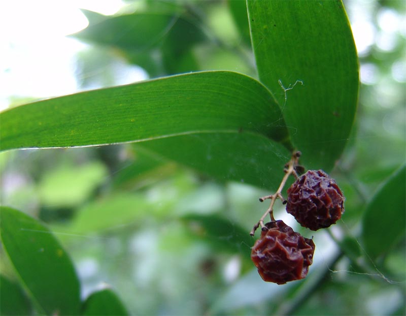 Image of Danae racemosa specimen.