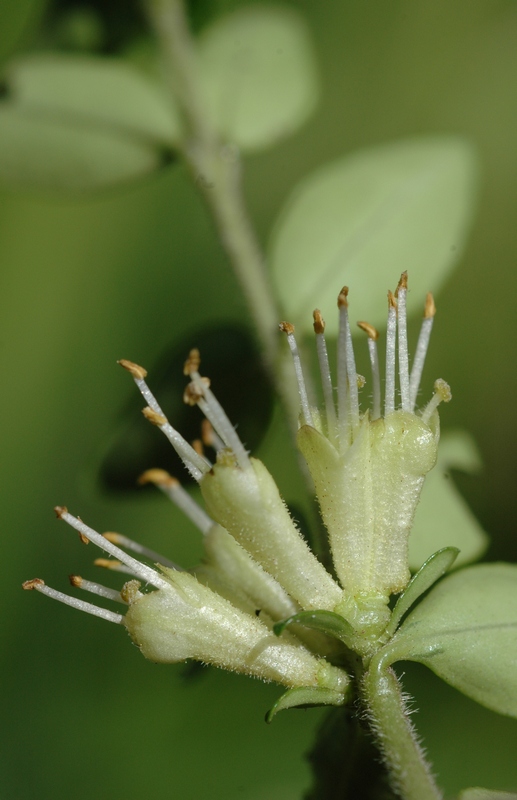 Изображение особи Lonicera ligustrina var. yunnanensis.