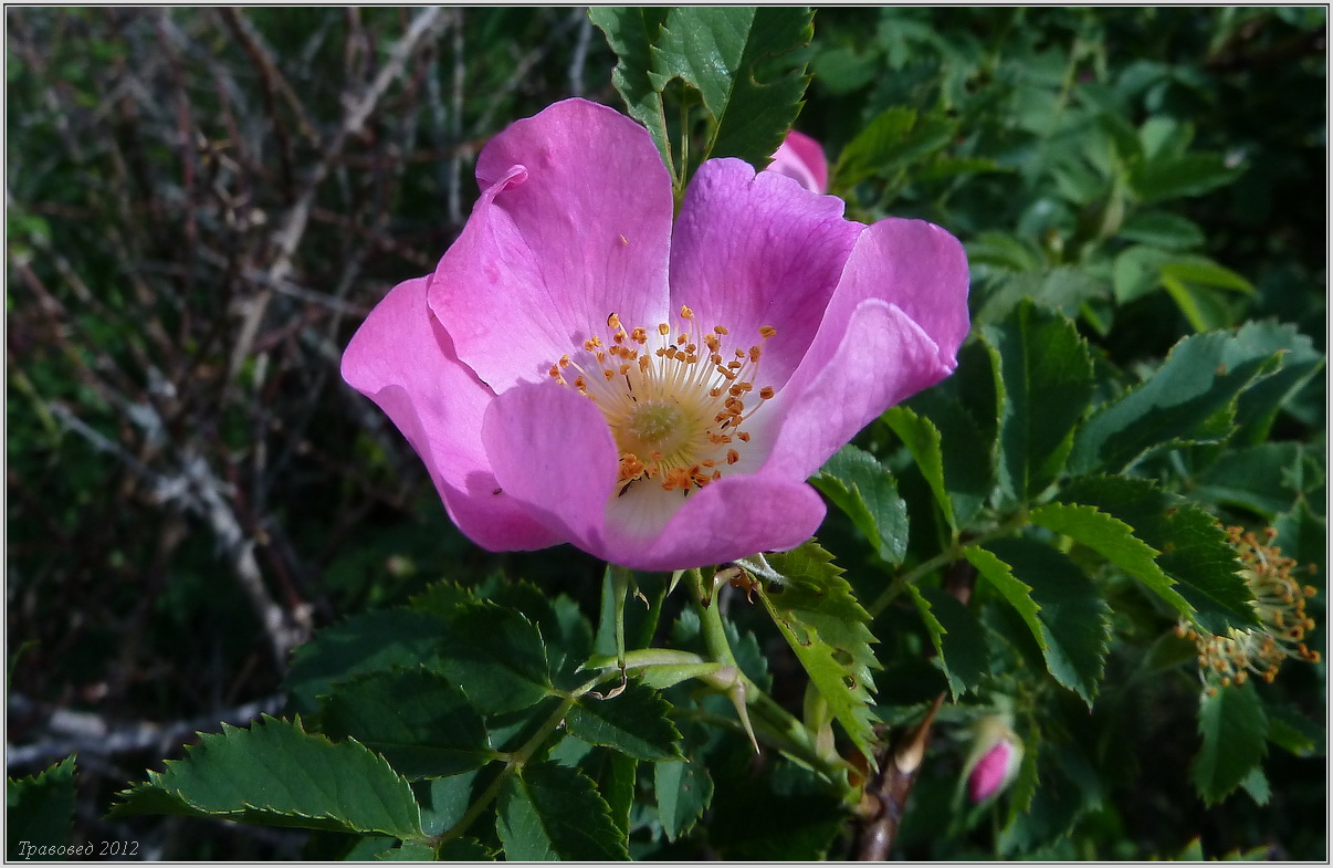 Изображение особи Rosa dumalis.