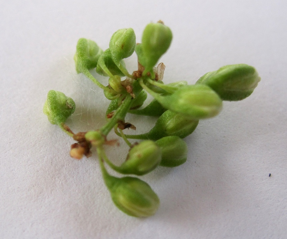 Image of Rumex confertus specimen.