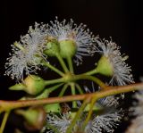 Eucalyptus camaldulensis