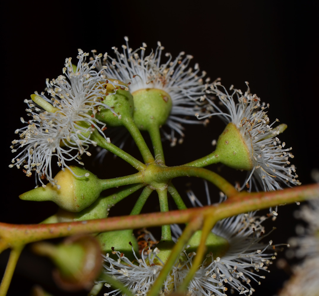 Изображение особи Eucalyptus camaldulensis.