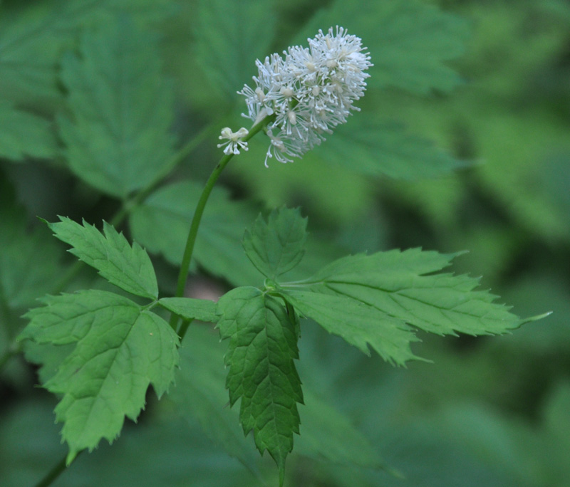 Изображение особи Actaea spicata.