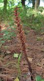 Orobanche hederae. Плодоносящее растение. Абхазия, Гагрский р-н, окр. г. Пицунда, сосновая роща. 10.06.2012.