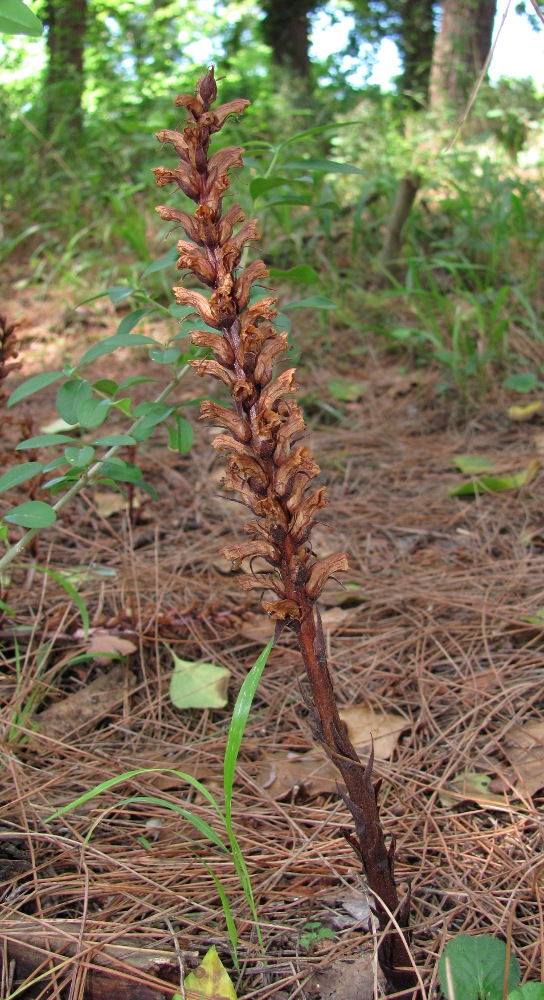 Изображение особи Orobanche hederae.