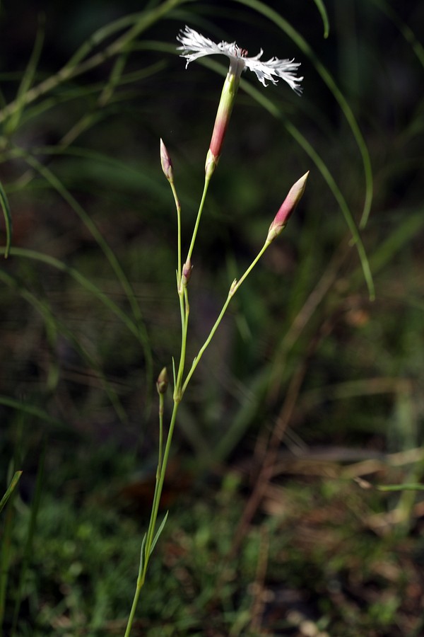 Изображение особи Dianthus borussicus.