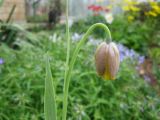 Fritillaria uva-vulpis