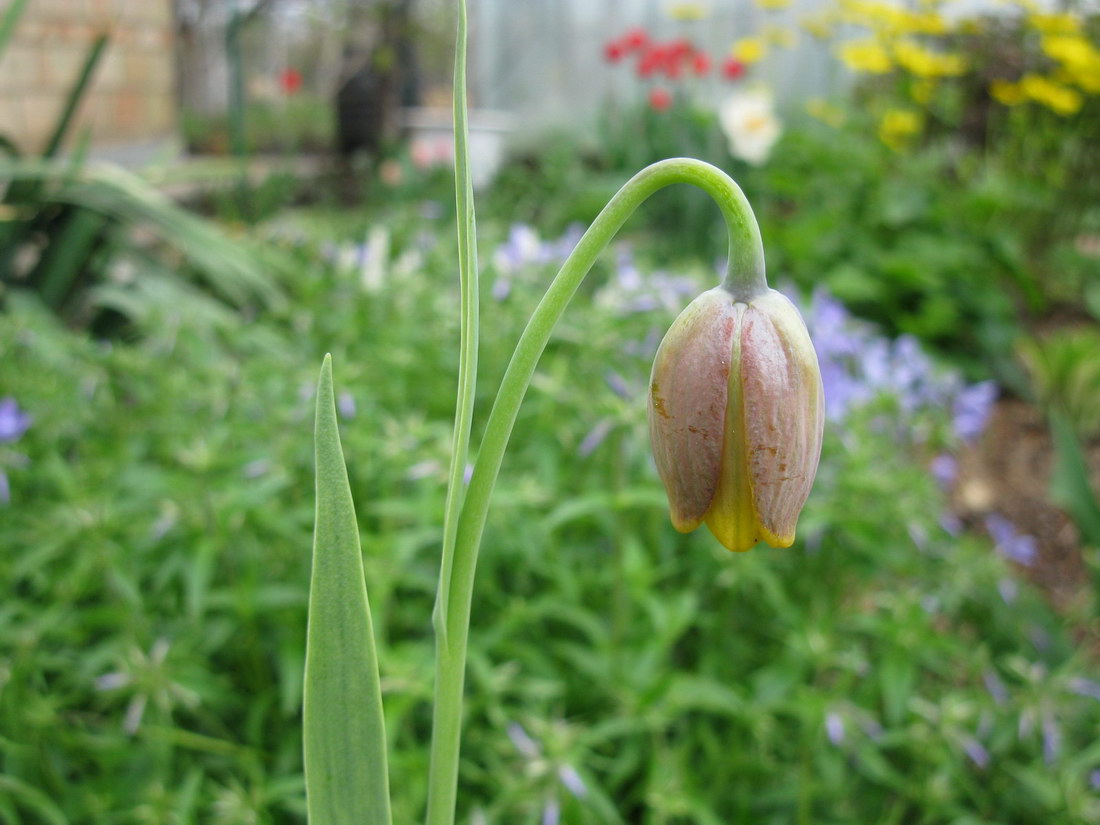 Изображение особи Fritillaria uva-vulpis.