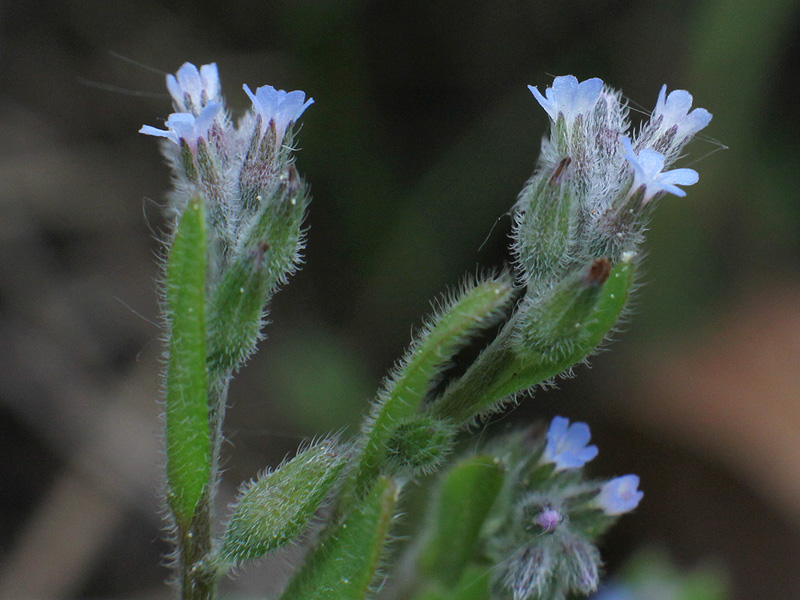 Image of Myosotis micrantha specimen.