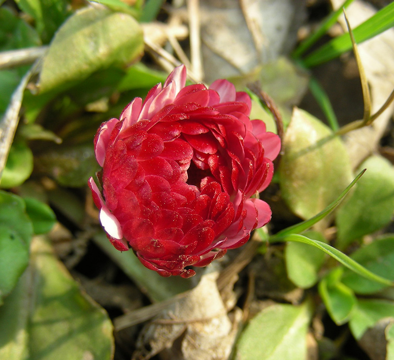 Image of Bellis perennis specimen.