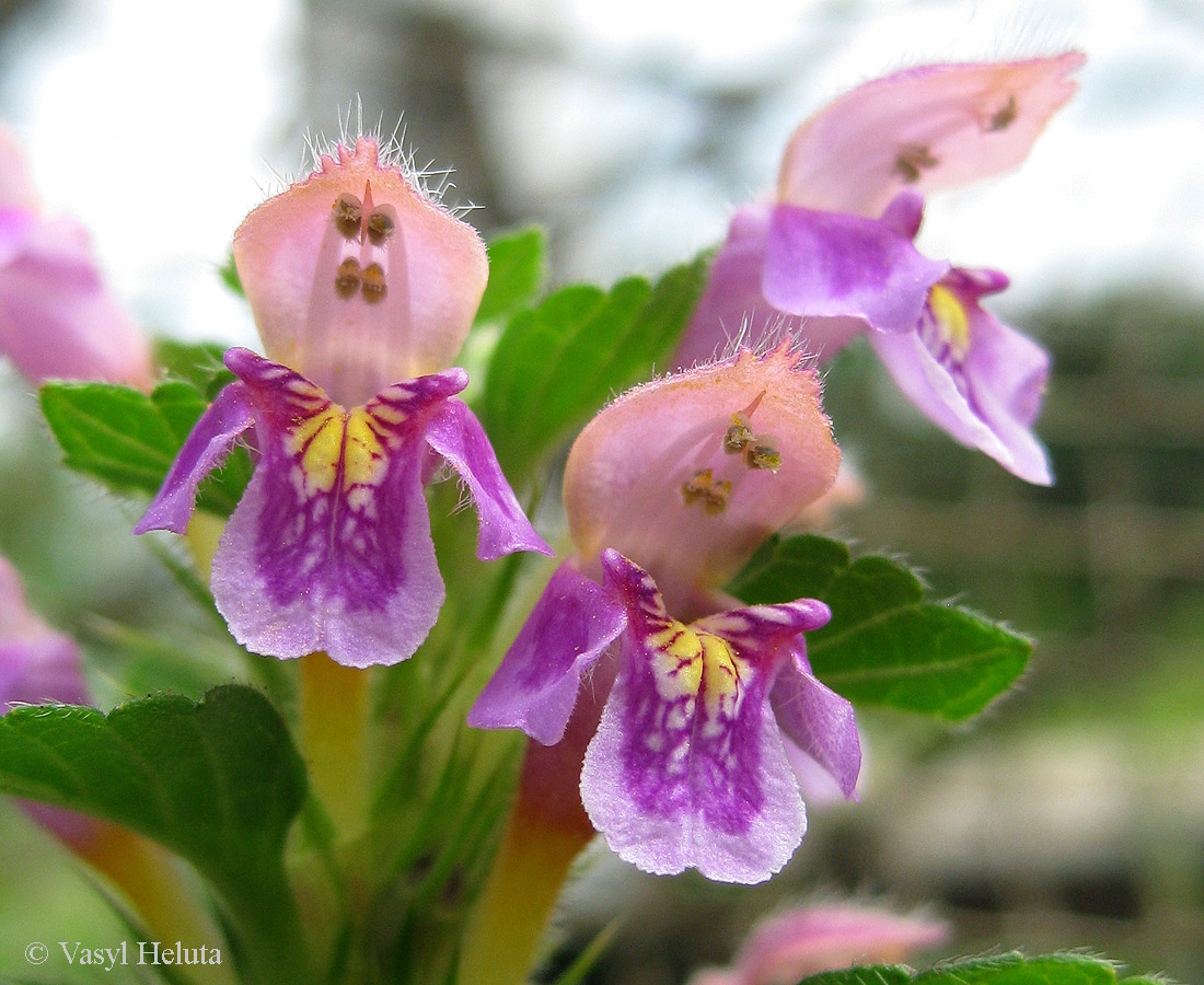 Изображение особи Galeopsis pubescens.