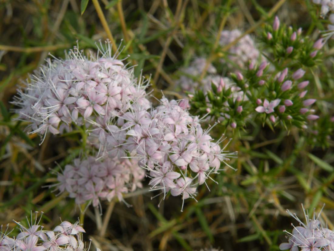 Изображение особи Acanthophyllum borsczowii.