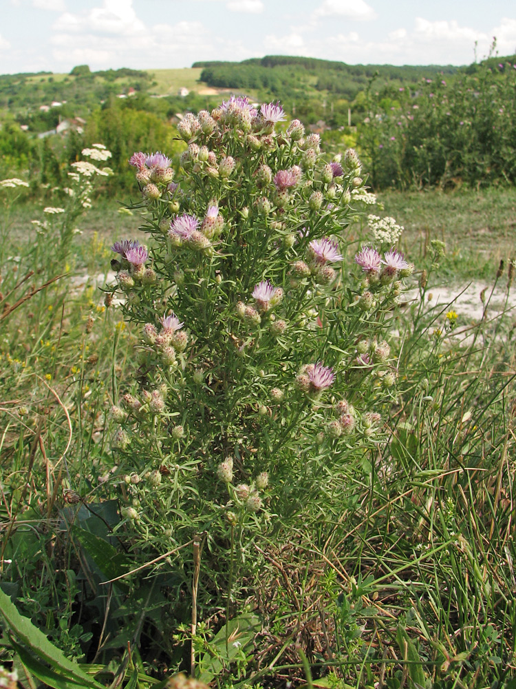 Изображение особи род Centaurea.