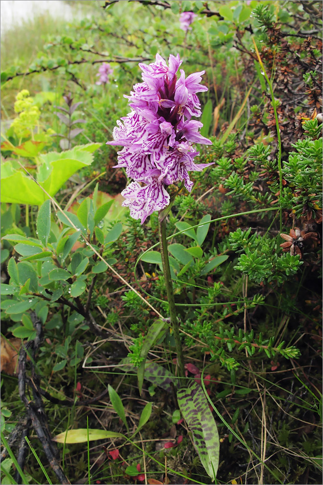 Изображение особи Dactylorhiza psychrophila.