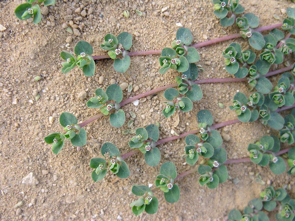 Image of Euphorbia serpens specimen.