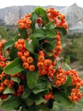 Pyracantha rogersiana