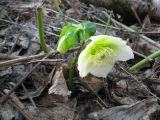 Helleborus caucasicus