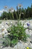 Pulsatilla regeliana