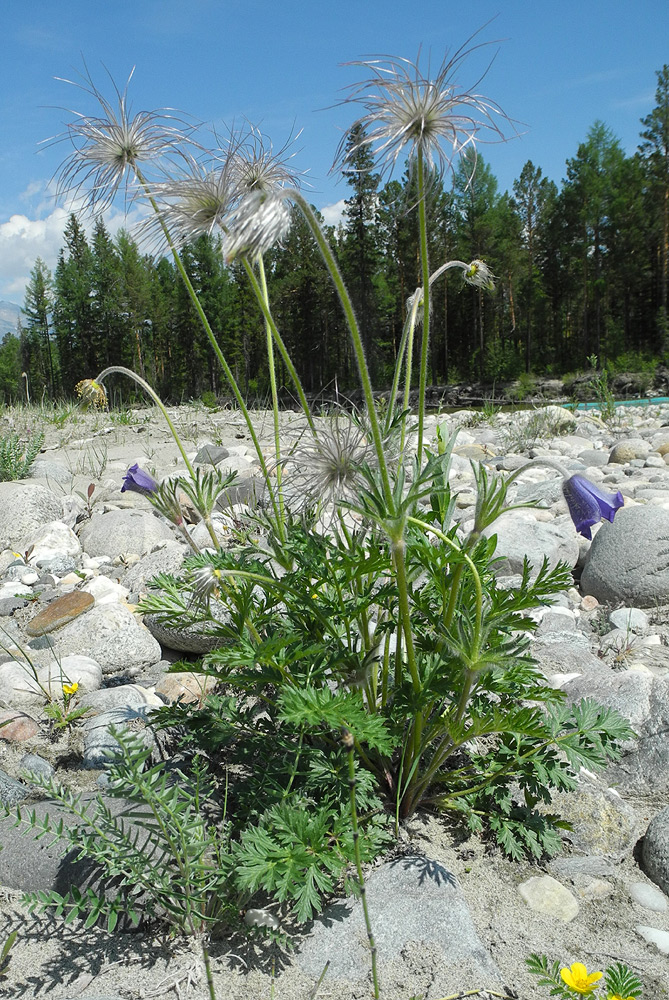 Изображение особи Pulsatilla regeliana.