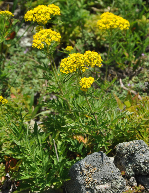 Изображение особи Patrinia rupestris.