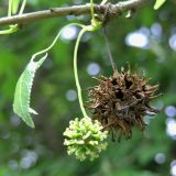 Liquidambar styraciflua. Прошлогоднее соплодие и женское соцветие. Адлер, дендрарий совхоза \"Южные Культуры\". 28.05.2007.