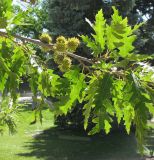 Fagus sylvatica разновидность laciniata. Часть ветви с соплодиями. Франция, Прованс, г. Авиньон, парк у Папского дворца. 26.06.2012.