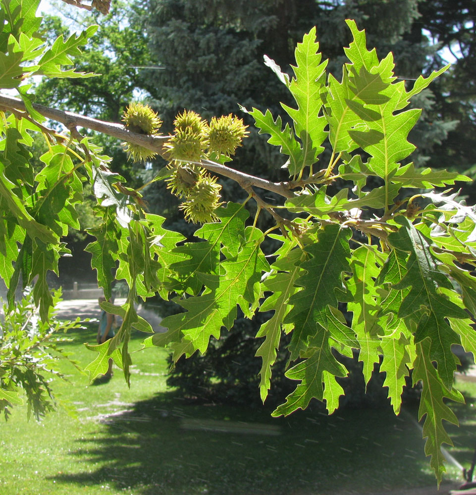 Image of Fagus sylvatica var. laciniata specimen.