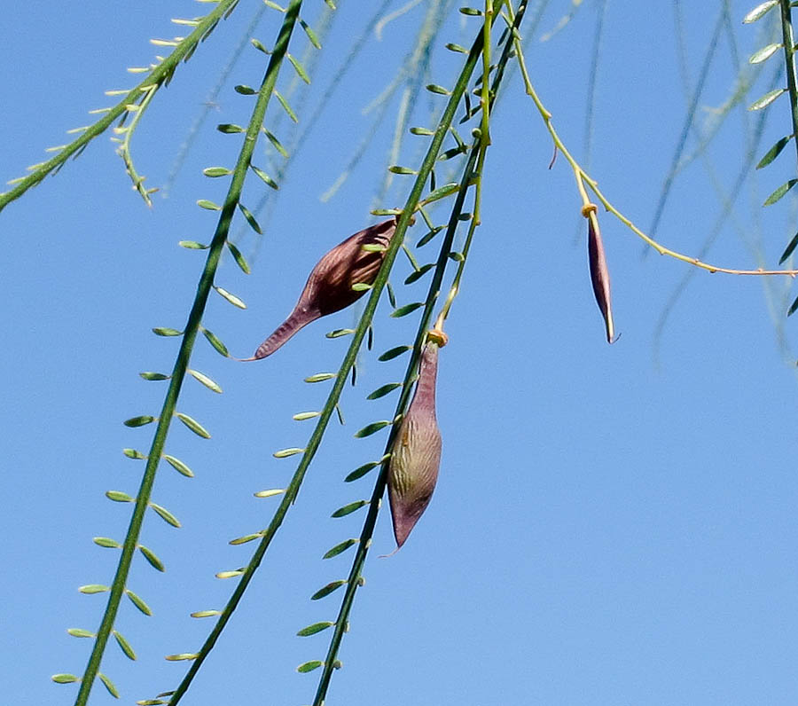 Изображение особи Parkinsonia aculeata.