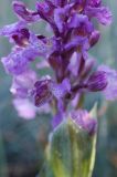 Anacamptis подвид caucasica