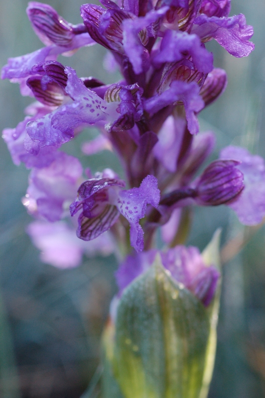 Изображение особи Anacamptis morio ssp. caucasica.