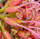 genus Grevillea