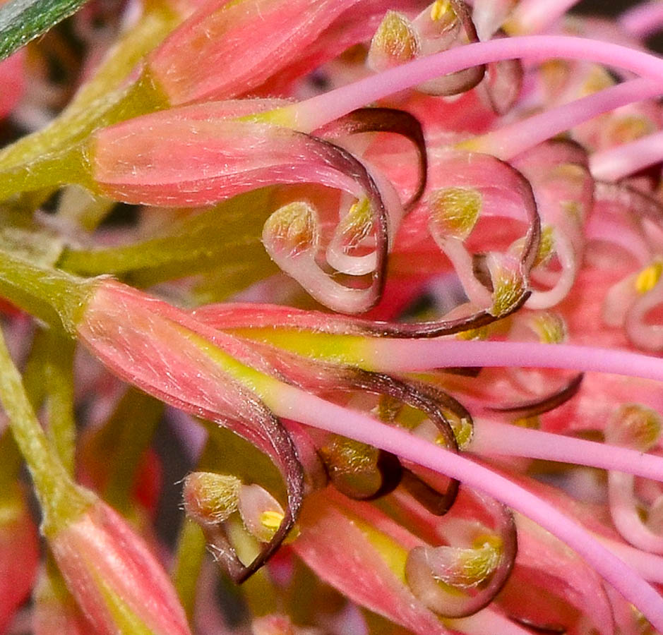 Изображение особи род Grevillea.