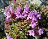 Thymus glabricaulis. Верхушки побегов с соцветиями. Полярный Урал, восточный макросклон, массив горы Изшор (ок.500 м н.у.м.). 04.08.2011.