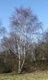 Betula pendula