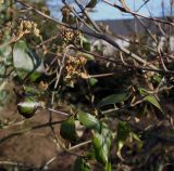 Viburnum &times; burkwoodii