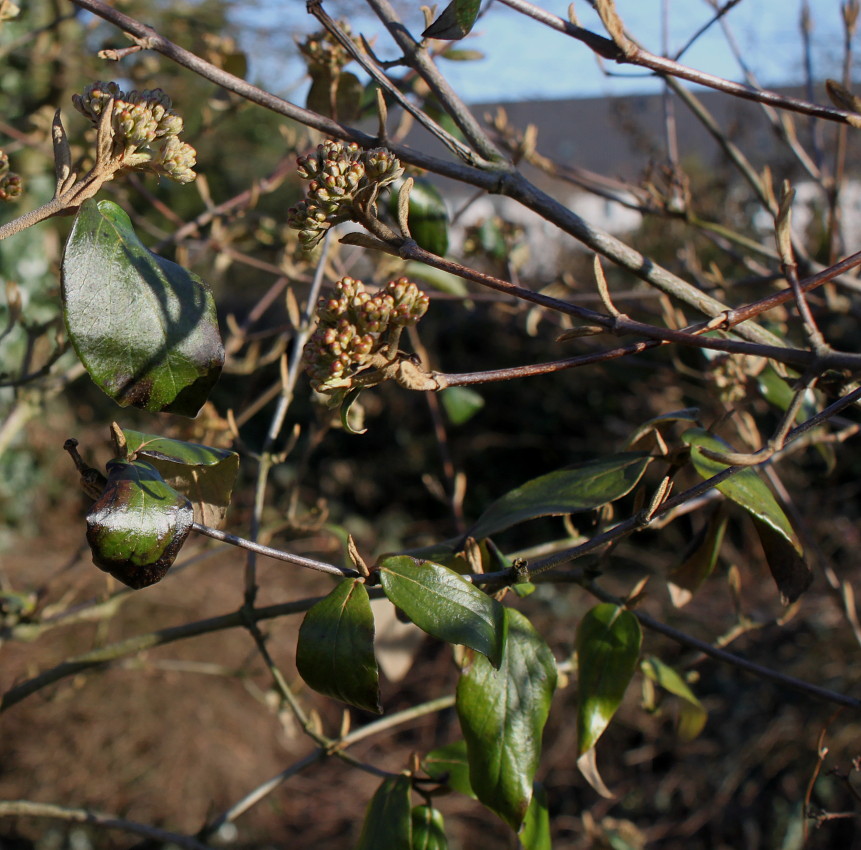 Image of Viburnum &times; burkwoodii specimen.