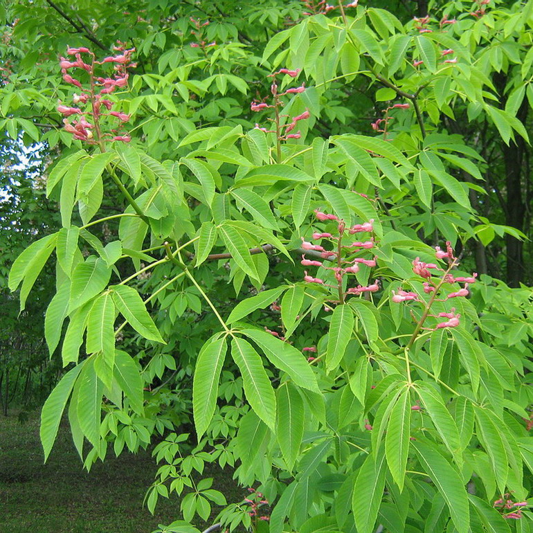 Изображение особи Aesculus pavia.