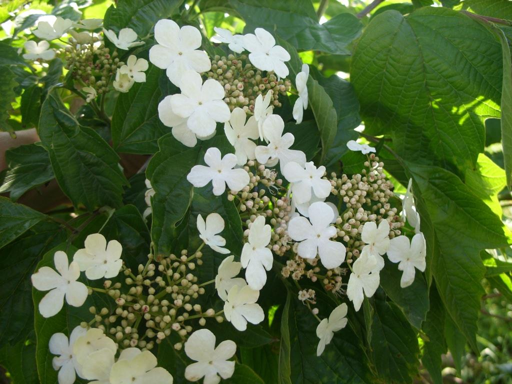 Image of Viburnum sargentii specimen.