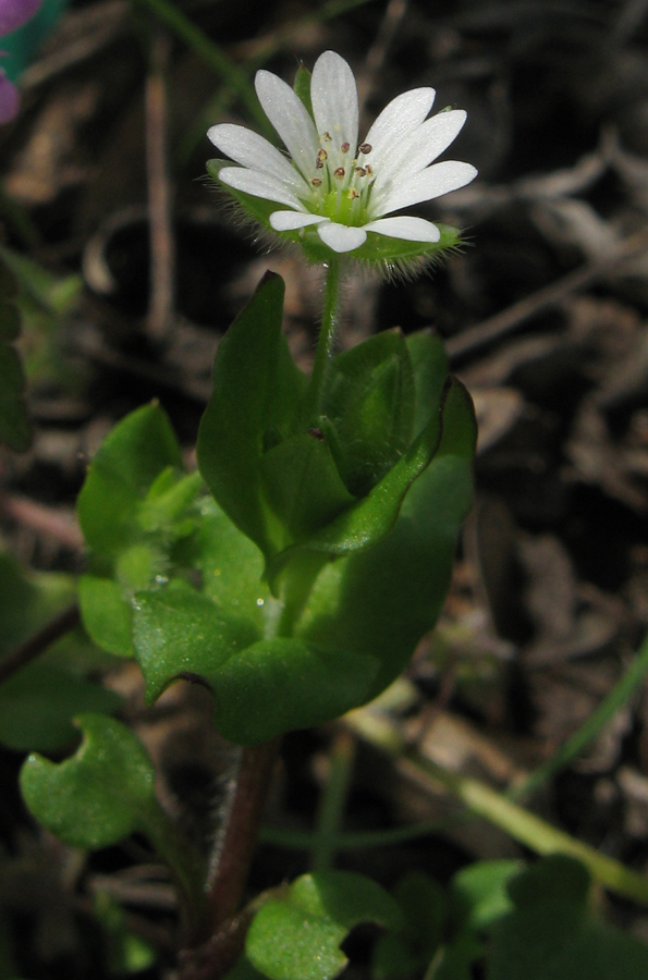 Изображение особи Stellaria neglecta.