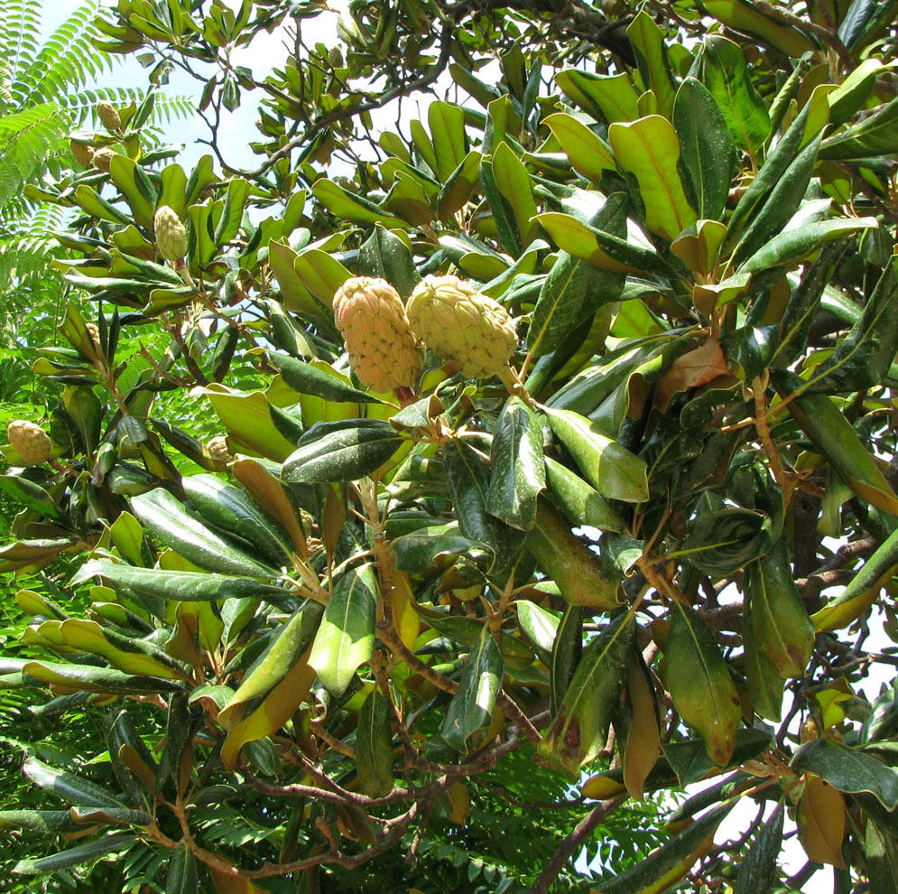 Image of Magnolia grandiflora specimen.