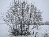 Image of taxon representative. Author is Игорь Харитонов