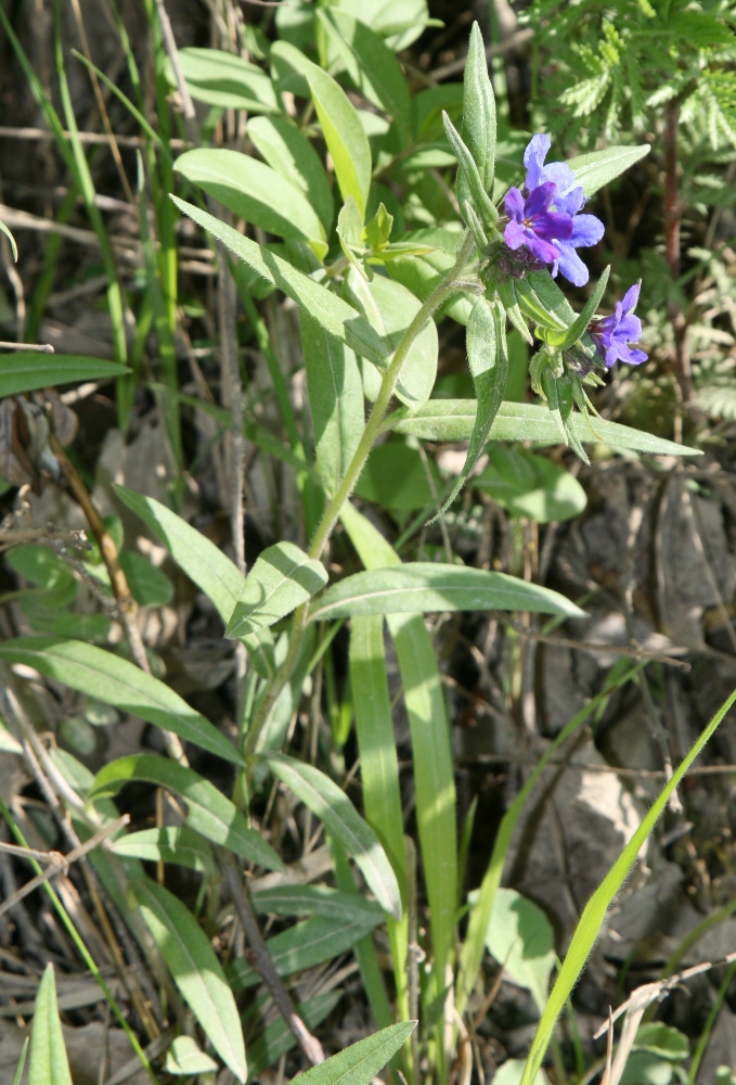 Image of Aegonychon purpureocaeruleum specimen.