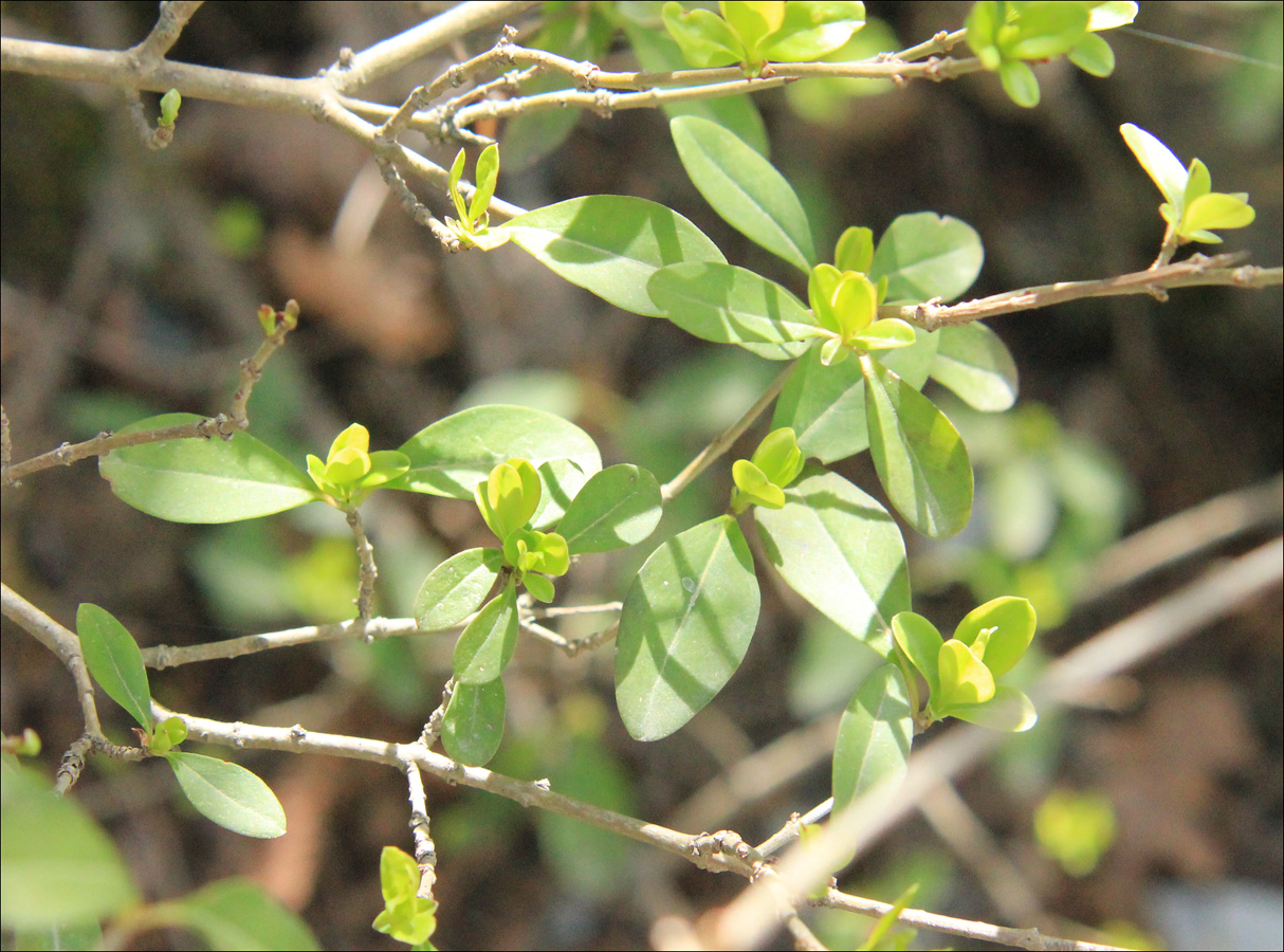 Изображение особи Ligustrum vulgare.