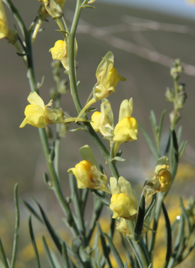 Image of Linaria uralensis specimen.